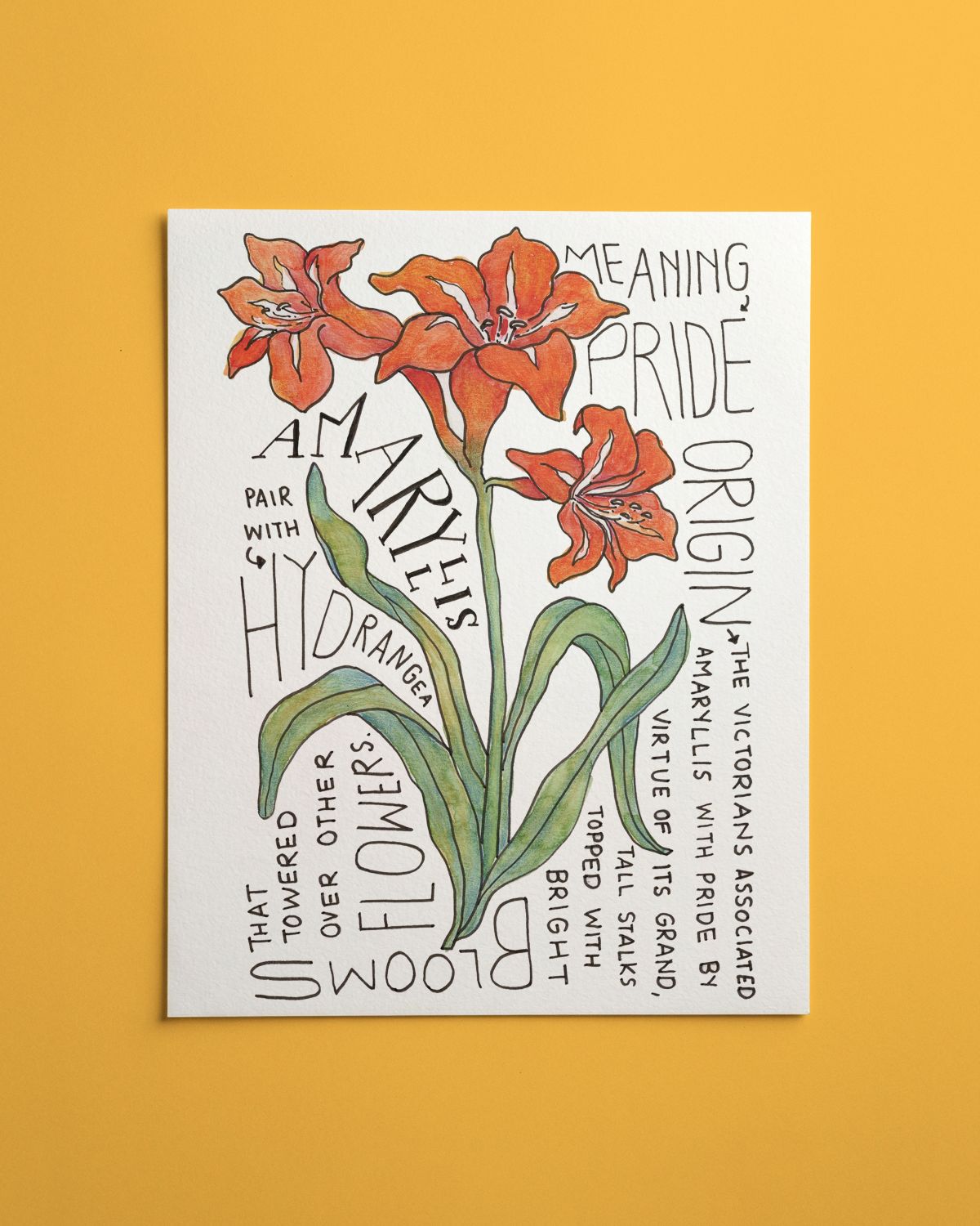 Amaryllis- Art Print